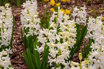 Flowering blue Hyacinth (Hyacinthus orientalis) and white pansy flower plants growth in the...