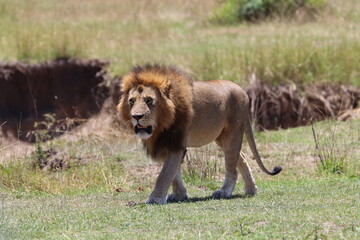 Big Kenyan lion walking in the grass