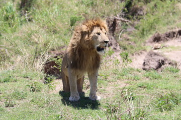 lion in the grass