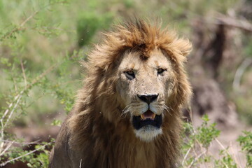 Closeup of a male lion in the wild