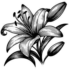 Elegant Lily Flower Engraving Illustration - obrazy, fototapety, plakaty