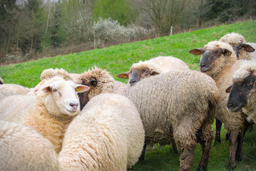 Flock of sheep on a green meadow in the countryside.