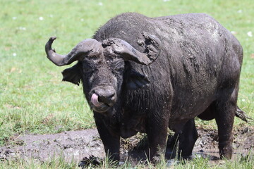 Closeup of an African buffalo in mud