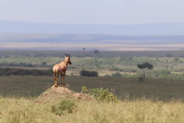 Meubelstickers Topi antelope with Masai Mara in the background © Catalin