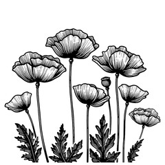 Poppies engraving line art PNG illustration - obrazy, fototapety, plakaty