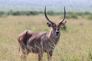 Antelope in Masai Mara savannah