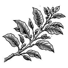 Coffee Plant in a Cup engraving line art PNG - obrazy, fototapety, plakaty
