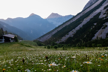 Hiking trail along alpine meadow of daisy flowers at sunrise in untamed Karawanks, border Austria...