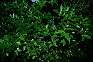 green leaves background