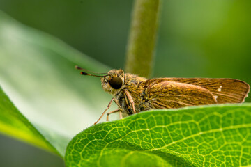 Butterflies are winged insects from the lepidopteran suborder Rhopalocera, characterized by large,...