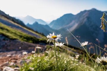 White daisy flowers on alpine pasture with scenic view of majestic mountain peaks of Kamnik-Savinja...