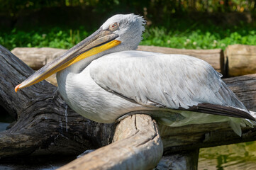 detail of a pelican resting peacefully between several branches