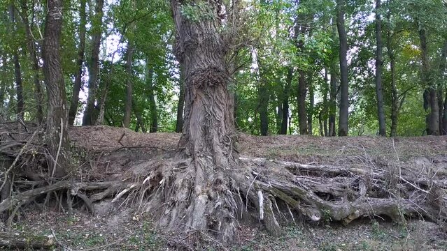 large,long roots of an old tree grew out of the ground. beauty in nature in the forest. a large tree grows and stretches its branches with leaves towards the warm rays of the sun and towards the light