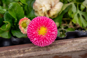 Bellis perennis red, english daisy close-up in sunny garden © FlorianSchultze