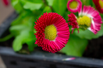 Bellis perennis red, english daisy close-up in sunny garden © FlorianSchultze