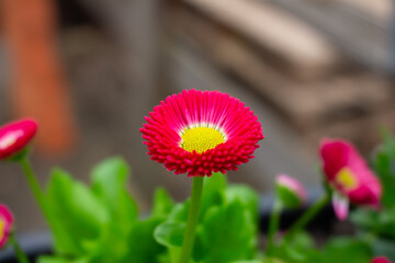 Bellis perennis red, english daisy close-up in sunny garden © FlorianSchultze