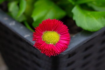 Bellis perennis red, english daisy close-up in sunny garden © FlorianSchultze