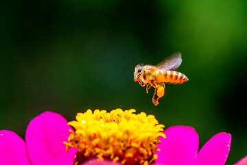 A honey bee (also spelled honeybee) is a eusocial flying insect within the genus Apis of the bee clade