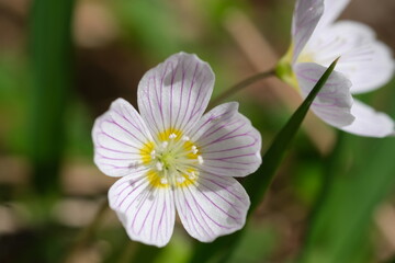 white early spring flowers. white Wood-sorrel macro close up. White wood-sorrel with purple stripes