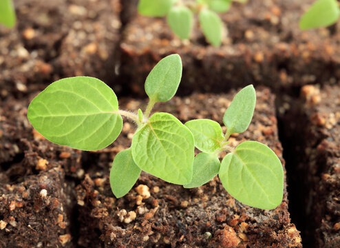 Ground cherry seedling in soil started early spring indoors. Just emerged plant sprout. Knows as Aunt Molly’s ground cherry, Poha berry, pichuberry, inca berry or strawberry tomato. Selective focus.