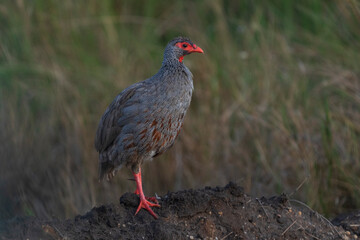Red necked spurfowl (Pternistis afer)