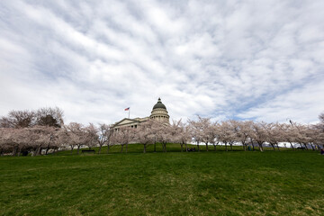 Utah State Capital Building with Cherry Blossoms