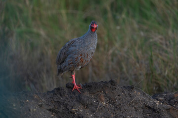 Red necked spurfowl (Pternistis afer)