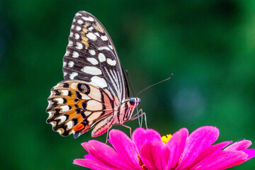 Butterflies are winged insects from the lepidopteran suborder Rhopalocera, characterized by large,...