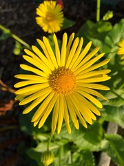 Beautiful yellow flower with long thin petals blooming in the garden in spring