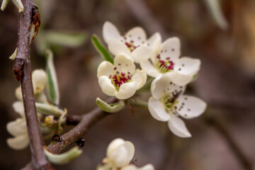 closeup of the pear blossom