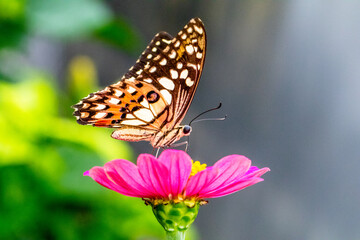 Butterflies are winged insects from the lepidopteran suborder Rhopalocera, characterized by large, often brightly coloured wings