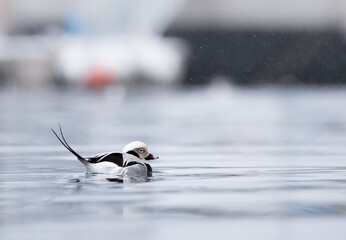 long-tailed duck - 777697978