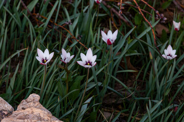 Obraz premium Tulips in bloom, colorful tulip flowers in spring in rural areas around Khezrabad, Yazd, Iran.