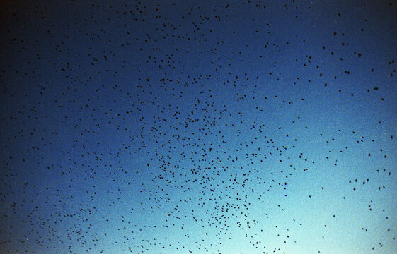 Dusk Bird Flock