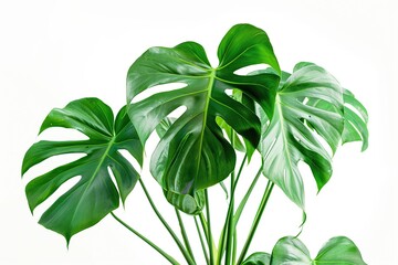 Monstera leaves isolated on white background