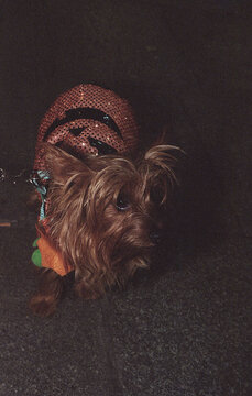 Yorkshire Terrier in Costume