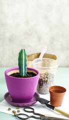 Small cactus has been moved into a new pot and tools are on the table. Low shallow focus