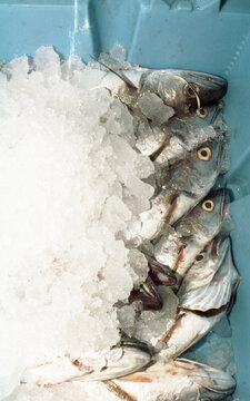 Fresh Catch