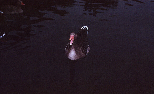 Tranquil Pond Dweller