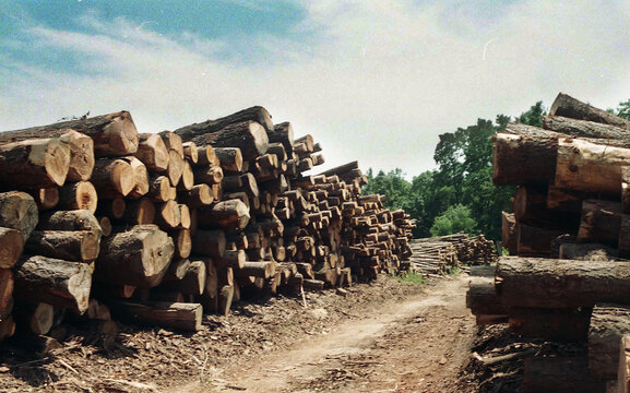 Harvested Timber Piles
