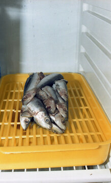 Fresh Fish