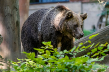 Fototapeta premium a European brown bear in a zoo, surrounded by vegetation and trees