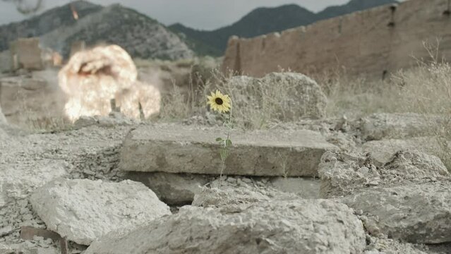 Small yellow flower exploding in a ball of fire - dolly shot in