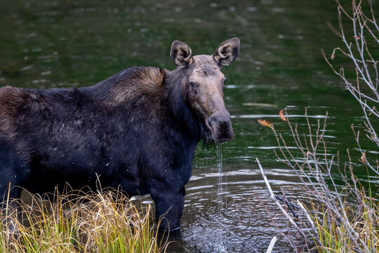 Closeup of a Moose in a Stream Drinking Water