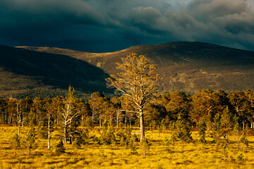 Obraz premium Highlands in Scotland