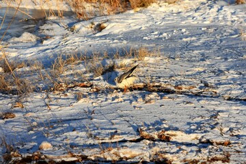 seagull on snow