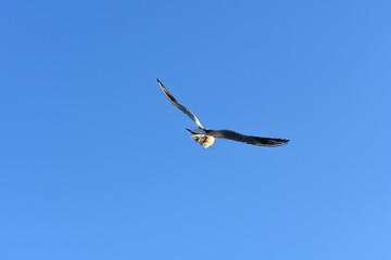bird in flight
