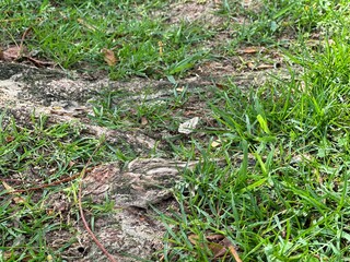 Holiday Park time green grace and nature 