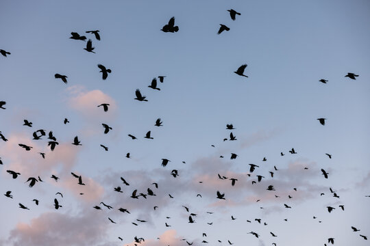 Flock of Birds at Dusk