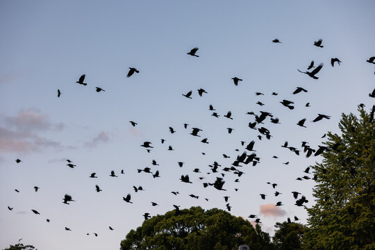 Flock of Birds at Dusk